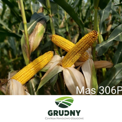 Kukurydza MAS 306P C1 Kukurydza MAS 306P C1